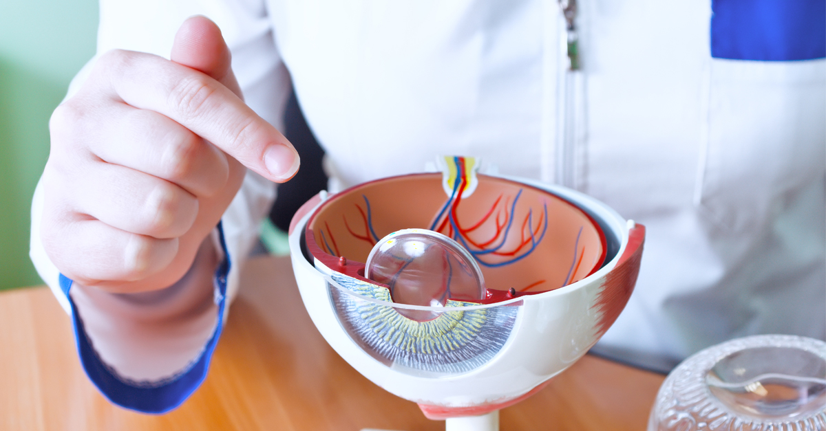 Funciones y patologías del segmento anterior del ojo