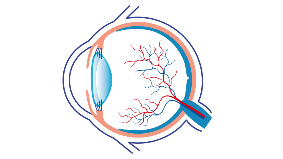 Anatomia de l'ull